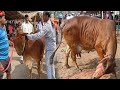 चौसा मंडी से साहिवाल गाय देखिए कीमत के साथ | Sahiwal Cow for Sale in Chausa Pashu Mandi Buxar Bihar