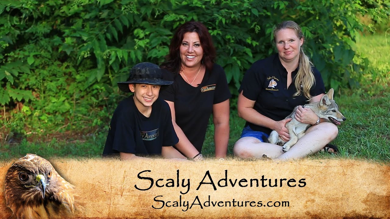 family friendly resorts Meet Bardou The Coyote In This Scaly Adventures Commercial!