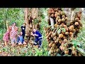 Fruit hunters finally find rarest durian in the world