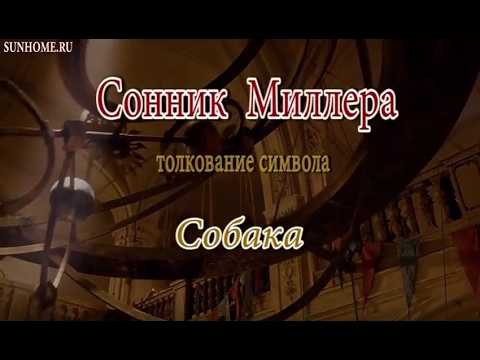 К чему снится Собака сонник, толкование сна