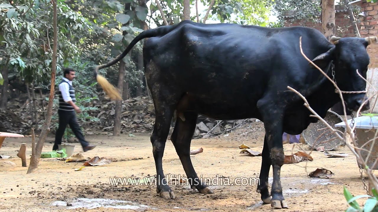 Update more than 60 cows water bag not breaking super hot xkldase.edu.vn