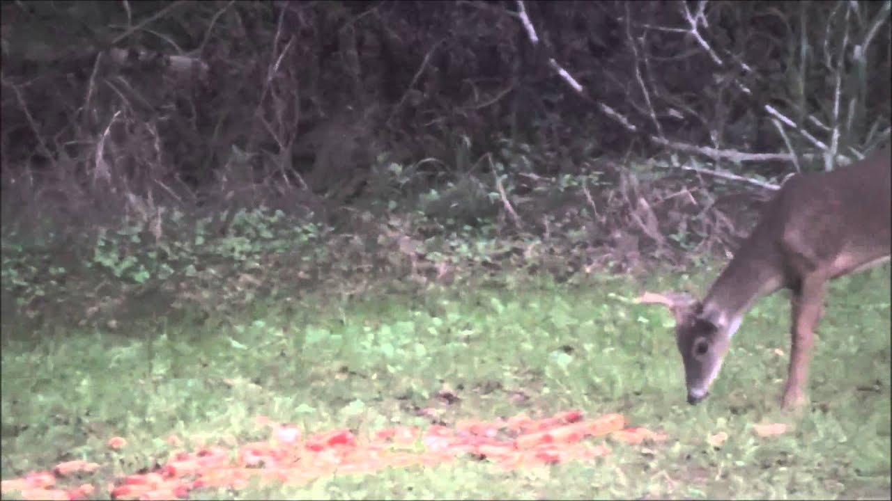 Edgefield County Deer Hunt 10 pt YouTube