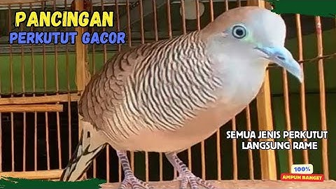 Perkutut Lokal Agar Cepat Bunyi dengan Suara Ini! PANCINGAN PERKUTUT LOKAL GACOR | Zebra Dove 200