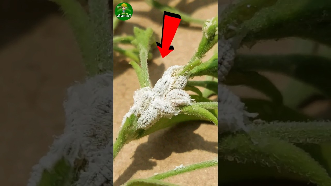 மாவு பூச்சிய கட்டுபடுத்த இதை பன்னா போதும்!! | #மாவுபூச்சி #விவசாயம் #mealybug