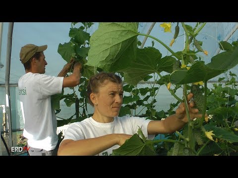 Videó: Mi az a Jilo padlizsán – Ismerje meg a Jilo padlizsán termesztését