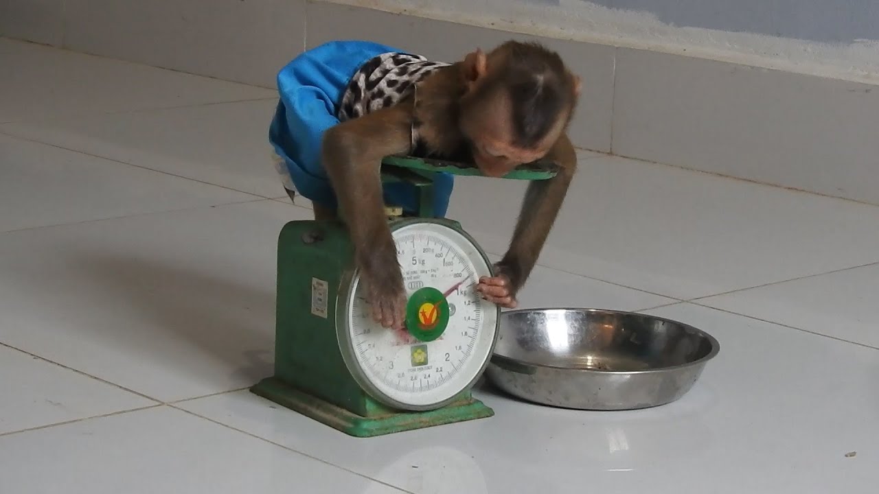 Wow! Ploy's Sister Smart Looking Her Weight, How Many Kilograms? Wow! Ploy's Sister Smart Looking Her Weight, How Many Kilograms?