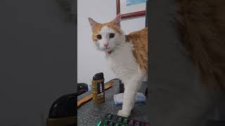 My Ginger Kittie Talks With Me In Fury