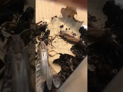 Саранча линяет #reptiles #ящерица #pets #хамелеон #gecko #geckos #саранча