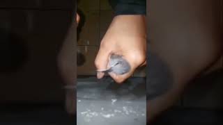 Download Lagu Kombok isian mewah mental beton MP3