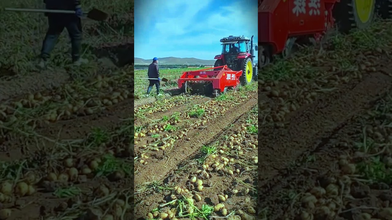 smart and reliable machine for harvesting potatoes in large fields 
