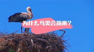 为什么鸟类会筑巢？