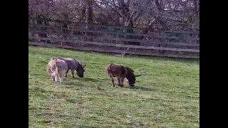 FS 20210403 Donkeys are itchy!