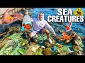 Finding AQUARIUM FISH And SEA CREATURES In Beach TIDE POOL!