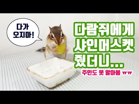 다람쥐에게 진짜 맛있는 걸 주면 일어나는 일.. (feat.샤인머스켓)