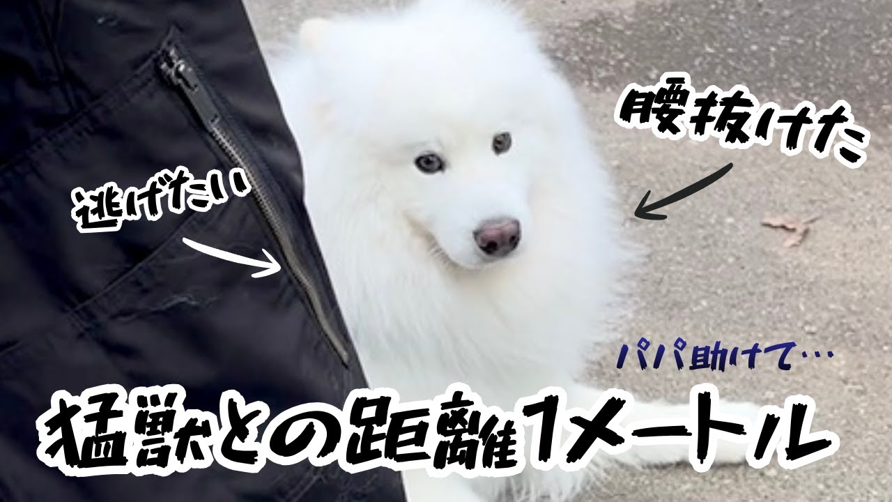 サモエドが間近で猛獣に遭遇するとこうなります - YouTube