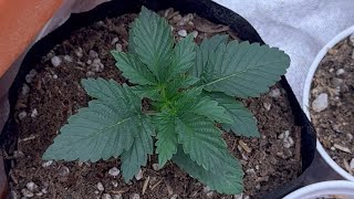 Growing With Dubz S7 Ep.3 The Greatest Comeback Season!!!