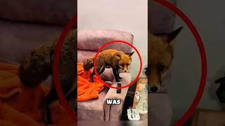 A Storm Brought This Fox To A New Home