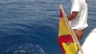 Red tuna Lanzarote catch and release barracuda