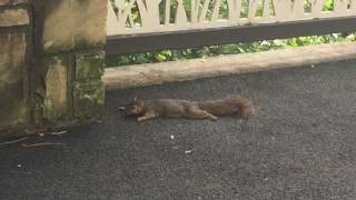existential crisis squirrel Profile