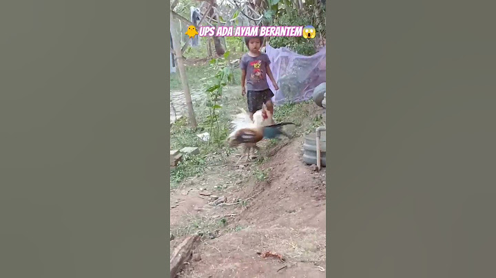 UPPSS ADA AYAM BERANTEM GAYS🐥🐥#shorts #fypシ