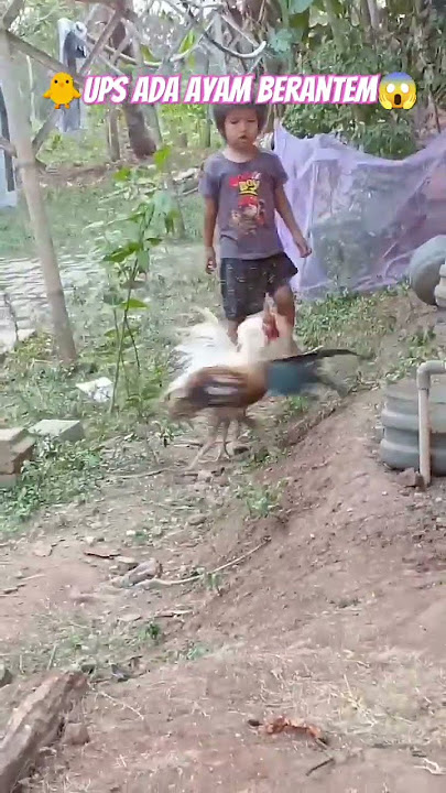 UPPSS ADA AYAM BERANTEM GAYS🐥🐥#shorts #fypシ