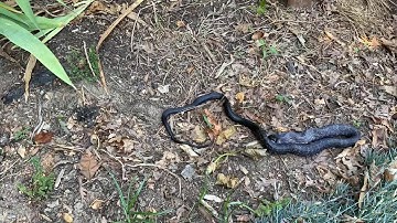Timelapse of a Black Snake Eating a Rabbit || ViralHog