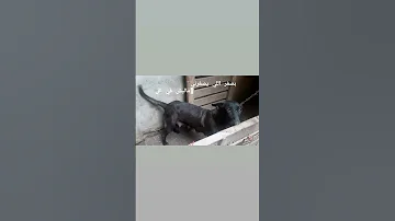 شيكاء اقواء مالينو شربونى فى مصر فى مزرعة ك ابو هانى للمالينو تحت امر كل راجل غاوى مالينو 