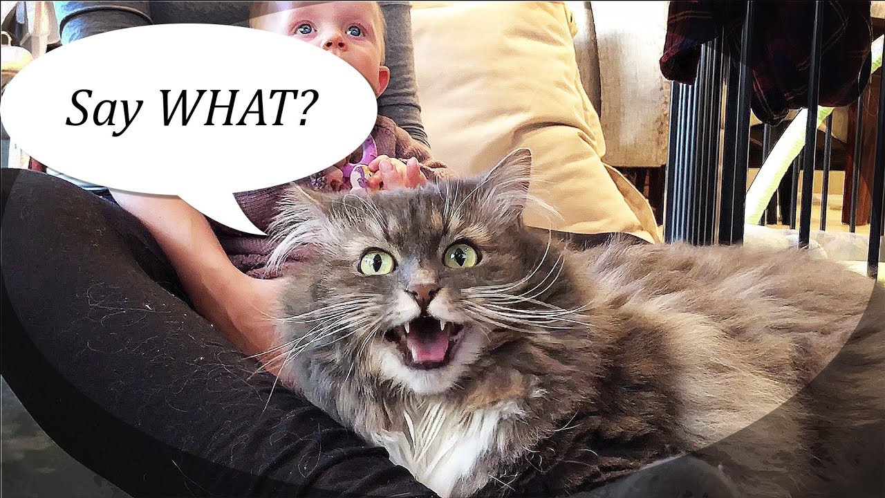 Cat won't let me cuddle baby alone YouTube