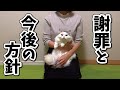【謝罪】今後のチャンネルの方針について 【猫アテレコ】