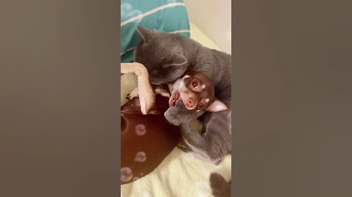 Video 11252981: cat scottish, cats catlover dog, cats dogs clean