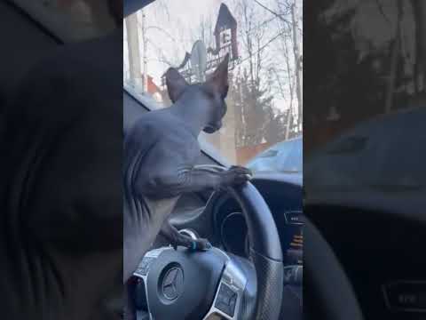 Кот на Mercedes😎😹🔥#shorts #лучшиеприколы #приколы2022 #котики #cat #comedy #funnyvideo #funnycat