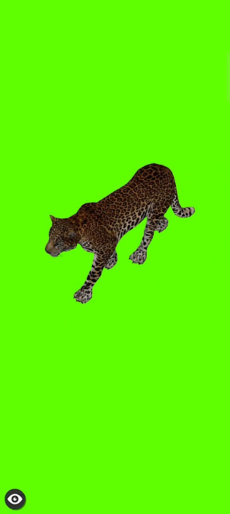 tiger walking green screen