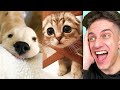 FUNNY and CUTEST ANIMALS on Tik Tok! (Try Not To Say Aww Challenge)