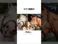 ステイゴールドの子供面白い雑学#競馬 #shorts