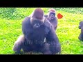 迪哥抗不住塔莉的愛💋😍😆🤣💦#Djeeco#ゴリラ#迪亞哥#金剛猩猩#taipeizoo #gorilla #台北市立動物園20240513#32