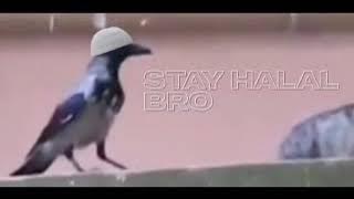 its haram bro | Halal Meme