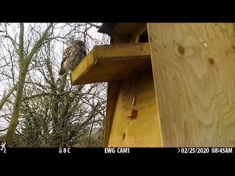 Feisty Little Owls try to evict squirrels from our Barn Owl box!
