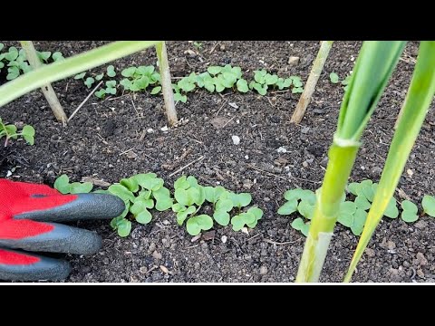 เพาะราดิสหนาไปทำไงดี What to do if radish germinated too thickly