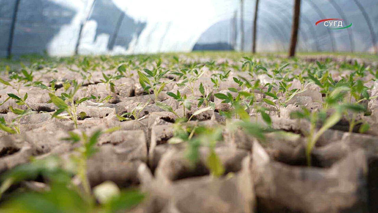 Парвариши кӯчати помидору бодаринг дар ноҳияи Б. Ғафуров