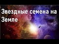 Звездные семена на Земле.