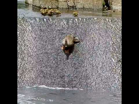 ヒナが3羽だけ遅れても母カモは見捨てず待っててくれた #カルガモ親子 #動物 #親子愛