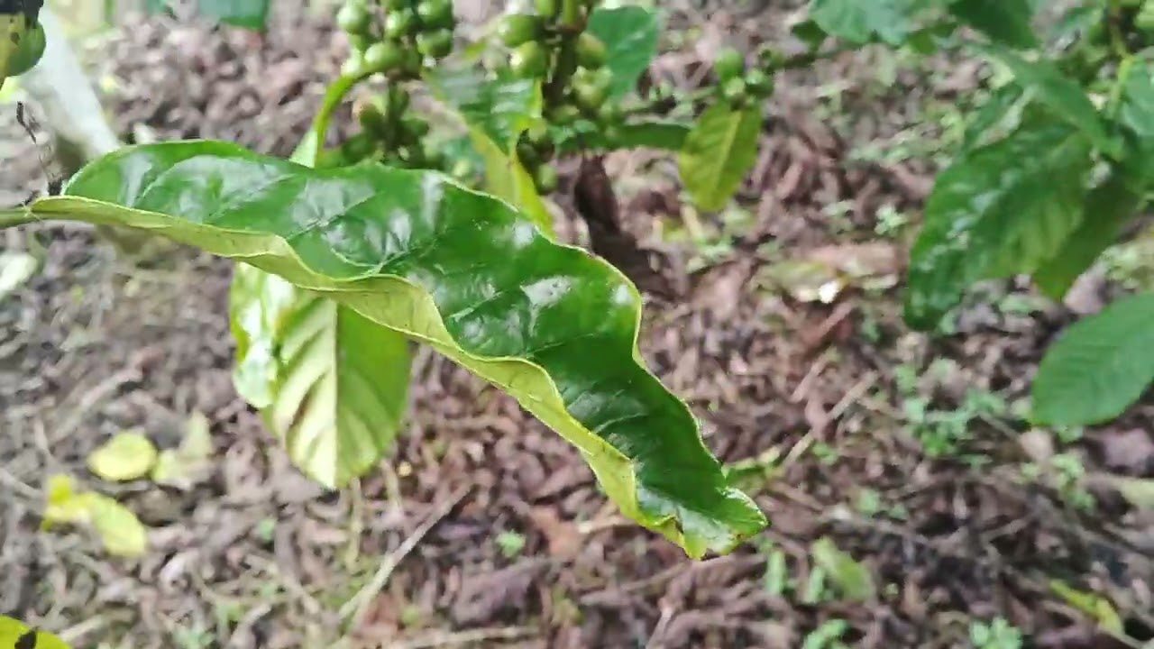 Lagi proses sahabat tani @cat tani