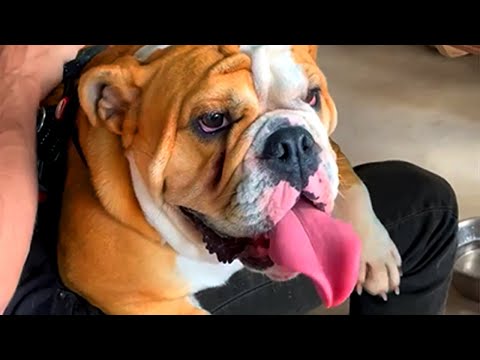 Cute Silly Animals | Funny Pet Videos