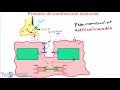 Fisiología - Contracción Muscular (Parte 2) Proceso de contracción muscular - union neuromuscular