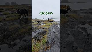 Southeast Alaska summer beach #bordercollie #happydogs #ocean #alaska #relaxingnature
