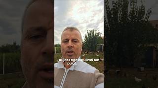 Një gabim me ushqimin mund t’u kushtojë jetën pulave! #Pula #pulafshati #veterinaria #pulabio #vez