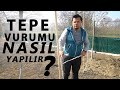 YENİ DİKİLEN CEVİZ FİDANLARINDA TEPE VURUMU NASIL YAPILIR ?