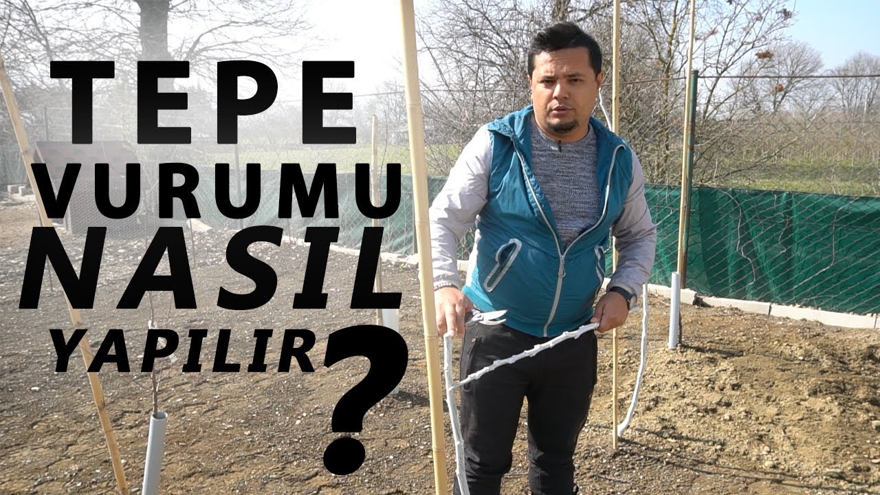 YENİ DİKİLEN CEVİZ FİDANLARINDA TEPE VURUMU NASIL YAPILIR ?