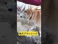 柴犬ブラッシング#柴犬 #犬 #ペット #ブラッシング #かわいい