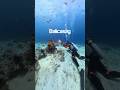 Balicasag Hidden Treasures #underwater #travel